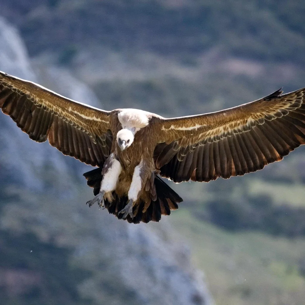 Black vulture in Monfragüe