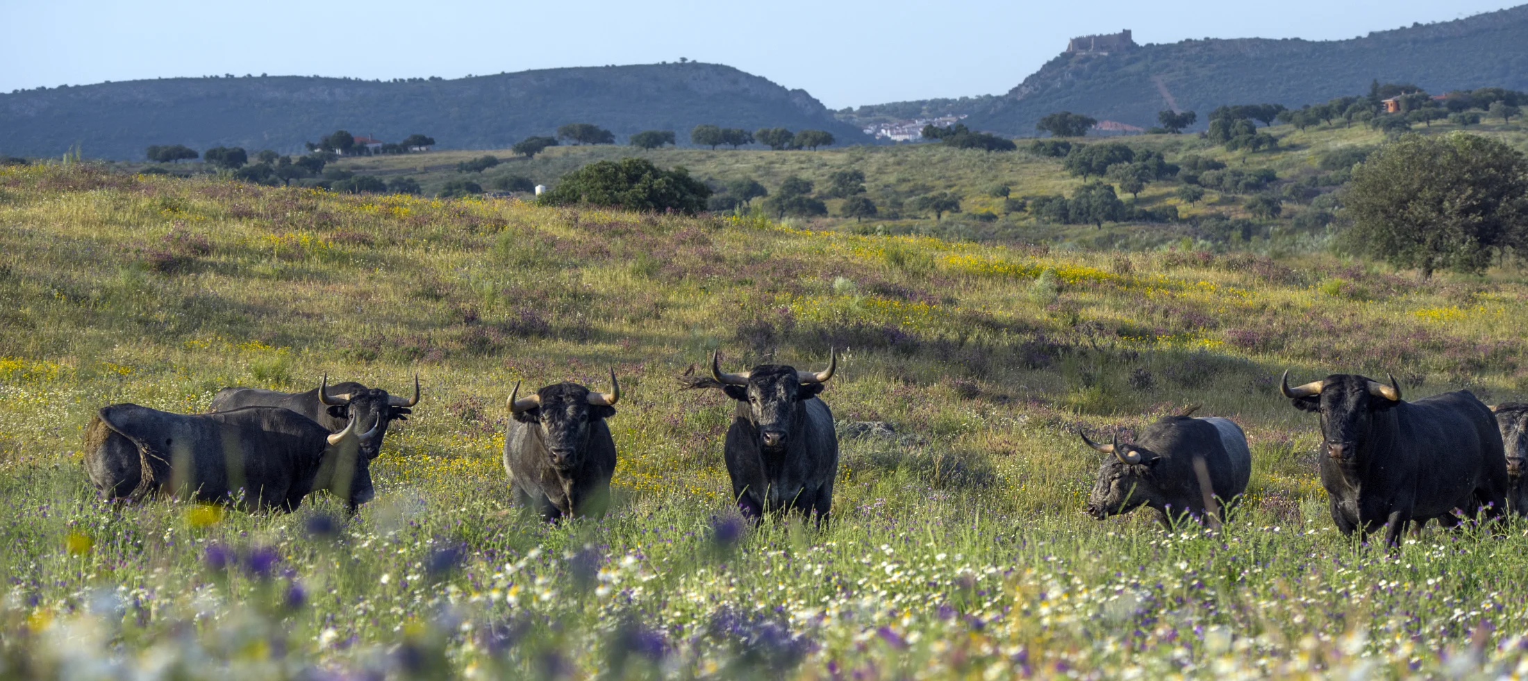 The Bull in the Field